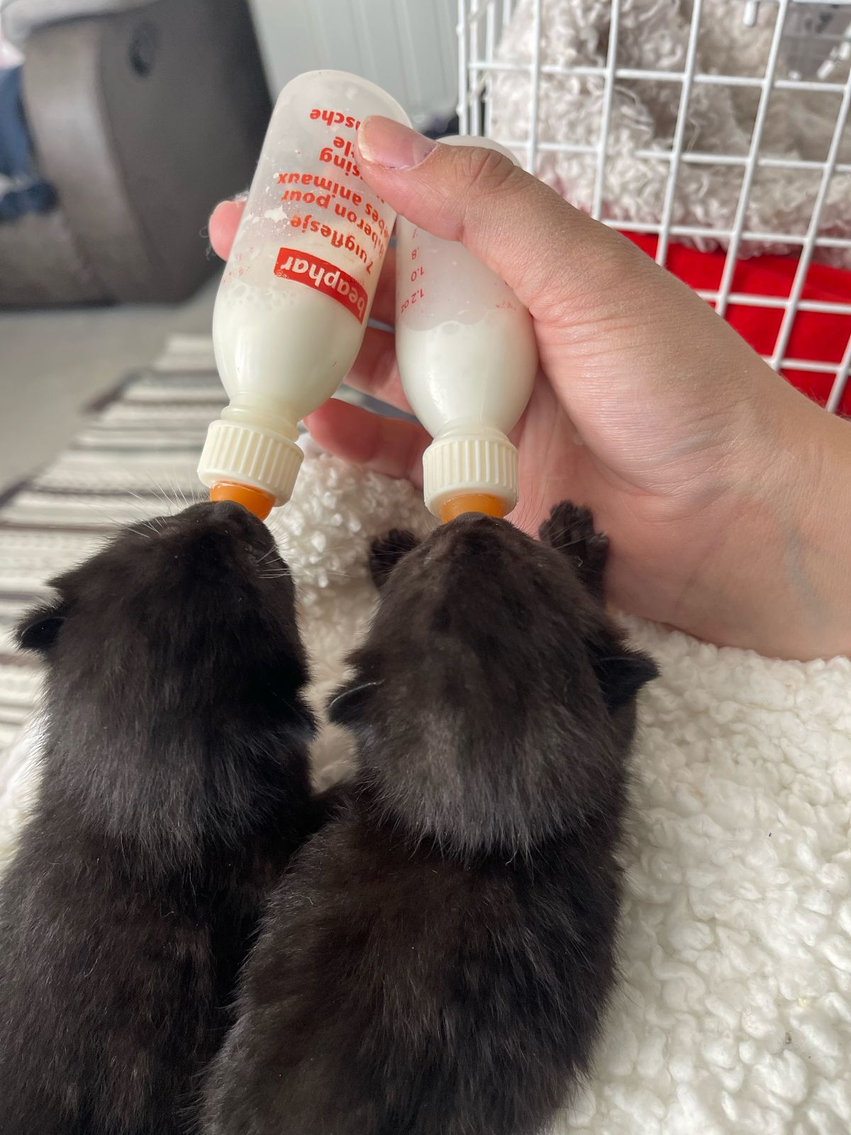 Homemade hotsell kitten bottle